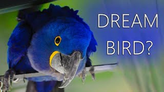 Are Hyacinth Macaws The DREAM Bird [upl. by Naened]