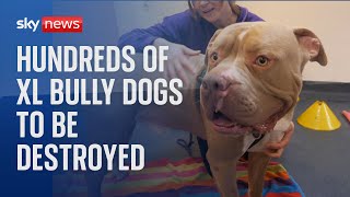 Hundreds of XL bully dogs to be destroyed at end of year [upl. by Dlaregztif]