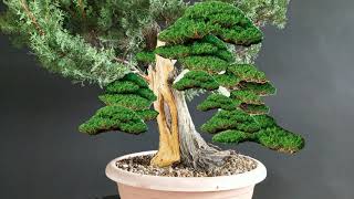 Bonsai Cupressus 1 Stage1 How to make bonsai [upl. by Kashden831]