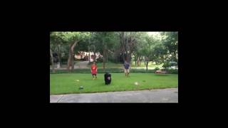 Throwing the Football with a Bouvier ❤️ bouvierdesflandres shorts dog [upl. by Tenaej]