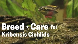 HOW TO BREED  CARE FOR KRIBENSIS CICHLIDS Easy and Simple [upl. by Idarb]