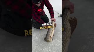 Fisherman Releases Massive Northern Pike Back to the Lake 🐟 🥰 [upl. by Nev]