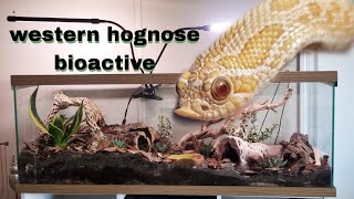 western hognose bioactive build [upl. by Enomis768]