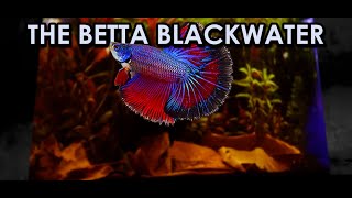 Upgrading Egg Crate Background to create the Betta Blackwater [upl. by Idolla118]