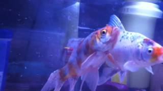 Goldfish Calico goldfish shubunkin goldfish male and female please read description [upl. by Atcele]