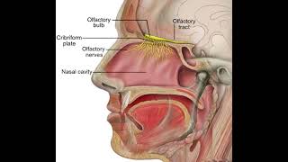 Olfactory bulb  olfactory receptors  noorpharmacylectures8513 [upl. by Adiel908]