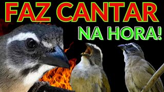 🏆ESTIMULA E ABRE CANTO DO TRINCA FERRO FAZ CANTAR NA HORA🔥Esquenta TRINCA FERRO🔥 [upl. by Kary]