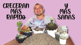 🌵 COMO HACER SUSTRATO para SUCULENTAS 🌸 100 CASERO y ECONOMICO también funciona para CACTUS [upl. by Aoket]