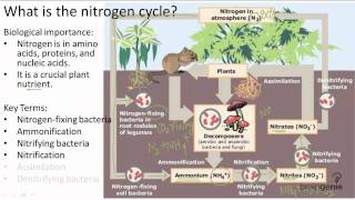 1713 What is the nitrogen cycle [upl. by Ellehcen]