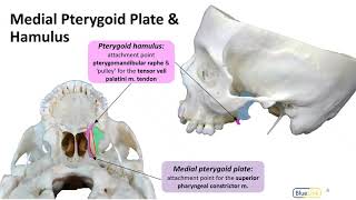 Infratemporal Fossa LO  Pterygoid Plates [upl. by Zrike302]