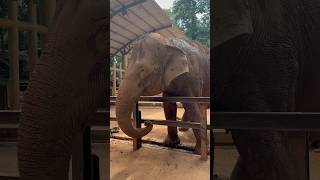 🇲🇾3 Elephants in Zoo Melaka 🐘 zoo melaka elephant [upl. by Marillin]