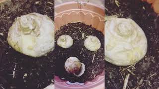 How to plant hyacinth 🪻 [upl. by Robina]