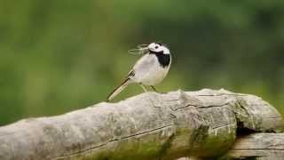 White Wagtail Motacilla alba  Bachstelze [upl. by Colene]