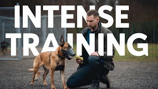 Meet the FEARLESS Belgian Malinois Guard Dog  Dog Training  German Shepherd [upl. by Llertnauq]