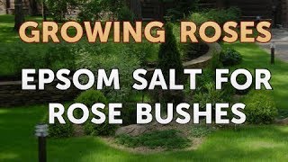 Epsom Salt for Rose Bushes [upl. by Estelle]