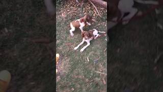 DOG sy bat🤣youtubeshorts viral shots funny [upl. by Orelee183]