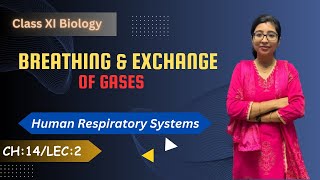 Human Respiratory System Explanation in Assamese [upl. by Fabrianna]