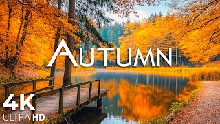 Enchanting Autumn Forests with Beautiful Piano Music🍁4K Autumn Ambience amp Fall Foliage 20 [upl. by Eneg]