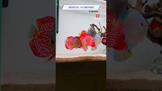 Best Imported Quality Discuss Fish Available in A4 Aquarium Ahmedabad Best Aquarium Gallery shorts [upl. by Oilegor664]