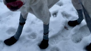 Great Pyrenees coonhound gets epic snow boots ​⁠Walkeepaws [upl. by Oruam]