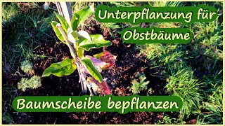 Unterpflanzung für Obstbäume  Baumscheibe bepflanzen [upl. by Liew]