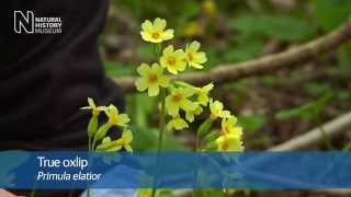 True oxlip and other ancient woodland flowers  Natural History Museum [upl. by Eaned]