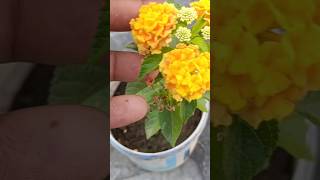 I Tested Lantana Cuttings [upl. by Augusta]