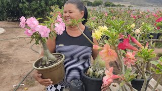 Visitando novamente o estaleiro de rosas do deserto da Irene [upl. by Haramat168]