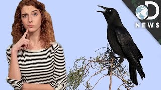 Are Crows As Smart As Humans [upl. by Theran138]