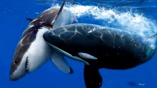 ORCA VS GREAT WHITE SHARK  Shark VS Killer Whale [upl. by Vanthe]