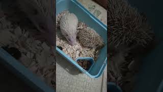 My Albino amp Brown Hedgedog cuteanimals animalsvideo hedgedog [upl. by Arahd294]