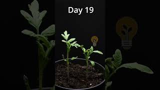 83 days in 1 minute Tomatos seed to harvest time lapse timelapse macro nature [upl. by Ishmael]