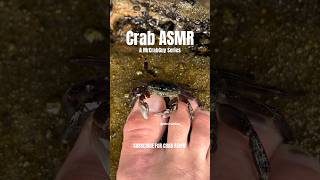 SATISFYING Crab ASMR Sounds  Crab ASMR  MrCrabGuy ASMR shorts [upl. by Ahsinar]