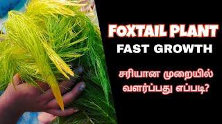 How to grow foxtail live plant in Guppy Tank  Aathi Aqua Vlog [upl. by Rehpotsihrc]