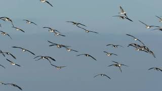 Husa běločelá Anser albifrons Whitefronted Goose [upl. by Inilam]