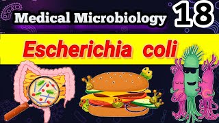 Escherichia coli part 1 شرح بالعربي Morphology habitat Transmission infections Pathogenesis [upl. by Anilorak]