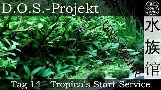 Tag 14  Tropicas StartService  DOSProjekt [upl. by Lebna238]