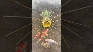 Survival Skills SIMPLE and USEFUL with Pineapple fish trap bushcraft camping outdoorlife [upl. by Ashton]