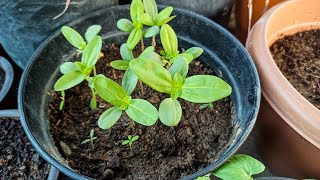 How to grow Zinnia from seed in just 3 Days  Part  1 [upl. by Nowaj]