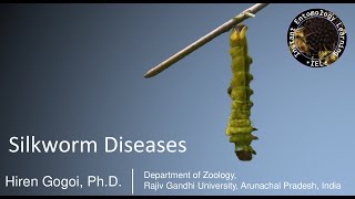 Silkworm diseases [upl. by Dalton706]