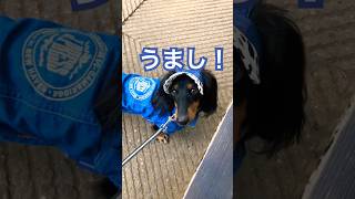 みなとみらいから中華街散歩 shorts pet japan みなとみらい 横浜 中華街 散歩 ペット 山下公園 わんこ カニンヘン ダックス カニンヘンダックス [upl. by Aciretahs222]