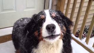 Bernese Mountain Dog Enjoys Snow Storm Snowstorm NH 252014 [upl. by Hilaria]