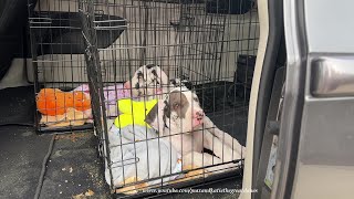 Sevenhawk Great Dane Harlequin Puppies Arrive In Tampa Florida  First Look [upl. by Morton132]