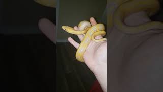 Lavender albino tiger reticulated python female [upl. by Kuth]