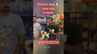 shihtzu dog breed caring tips in Hindi shihtzu dog or puppy shihtzu dog petcare shorts [upl. by Bechler]