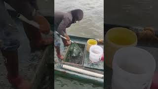 WellDesigned Net Transfering Fish Steadily And Easily [upl. by Dieball]