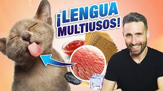 ¿Por qué la LENGUA DE TU GATO ES TAN ÁSPERA 👅🐱  Curiosidades sobre la lengua de los gatos [upl. by Derayne901]