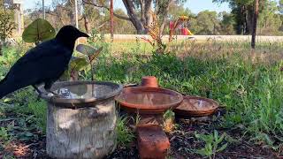 Australian Raven [upl. by Petronella]