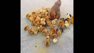 how to raise 50 chicks with one hen  hen harvesting eggs to chicks shorts [upl. by Eatnuahs271]