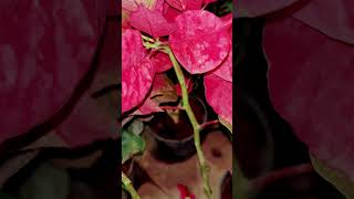 Poinsettia plant🪴shortshortvodeoviralvideoyogyataricegardening [upl. by Cogn]